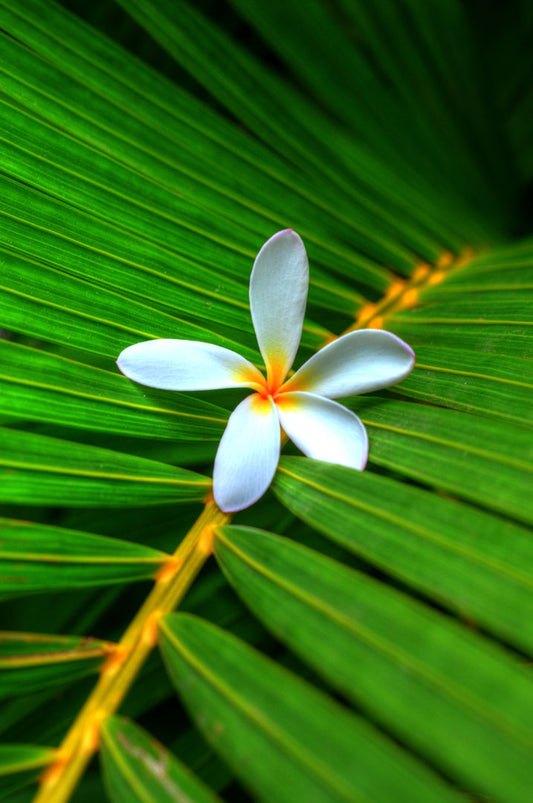 A closeup photo of a white plumeria flower resting on a bright green palm leaf. 
