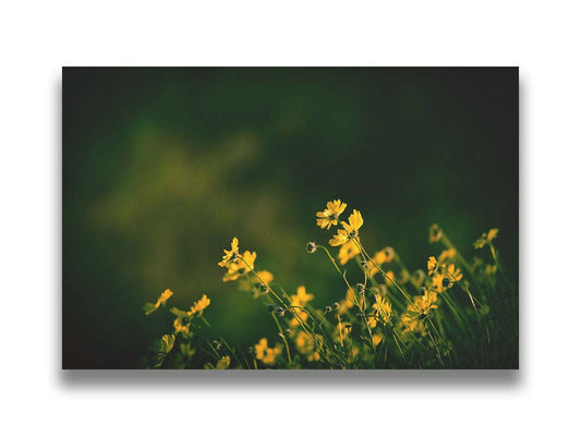 A photo of a bunch of small, yellow wildflowers in high contrast to a dark green background and vignette. Printed on canvas.