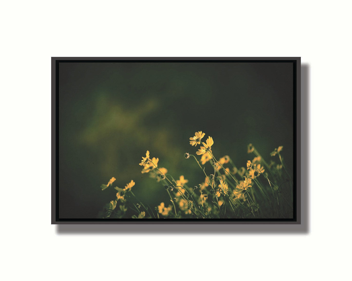 A photo of a bunch of small, yellow wildflowers in high contrast to a dark green background and vignette. Printed on canvas in a float frame.