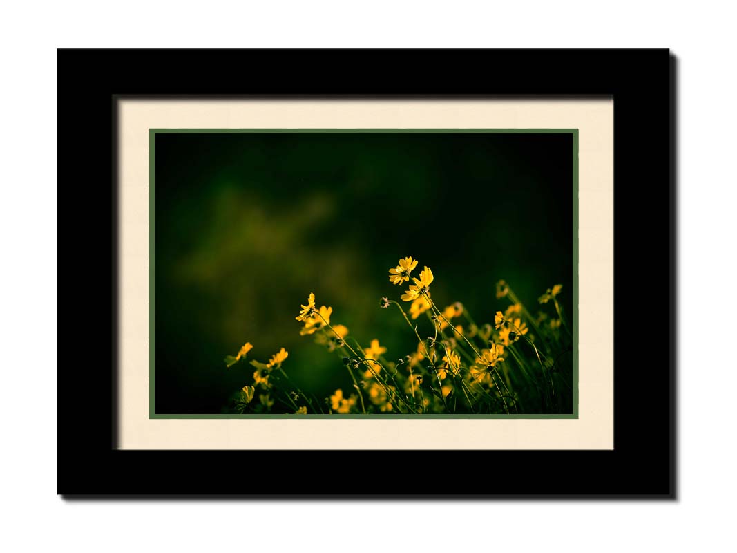 A photo of a bunch of small, yellow wildflowers in high contrast to a dark green background and vignette. Printed on paper, matted, and framed.