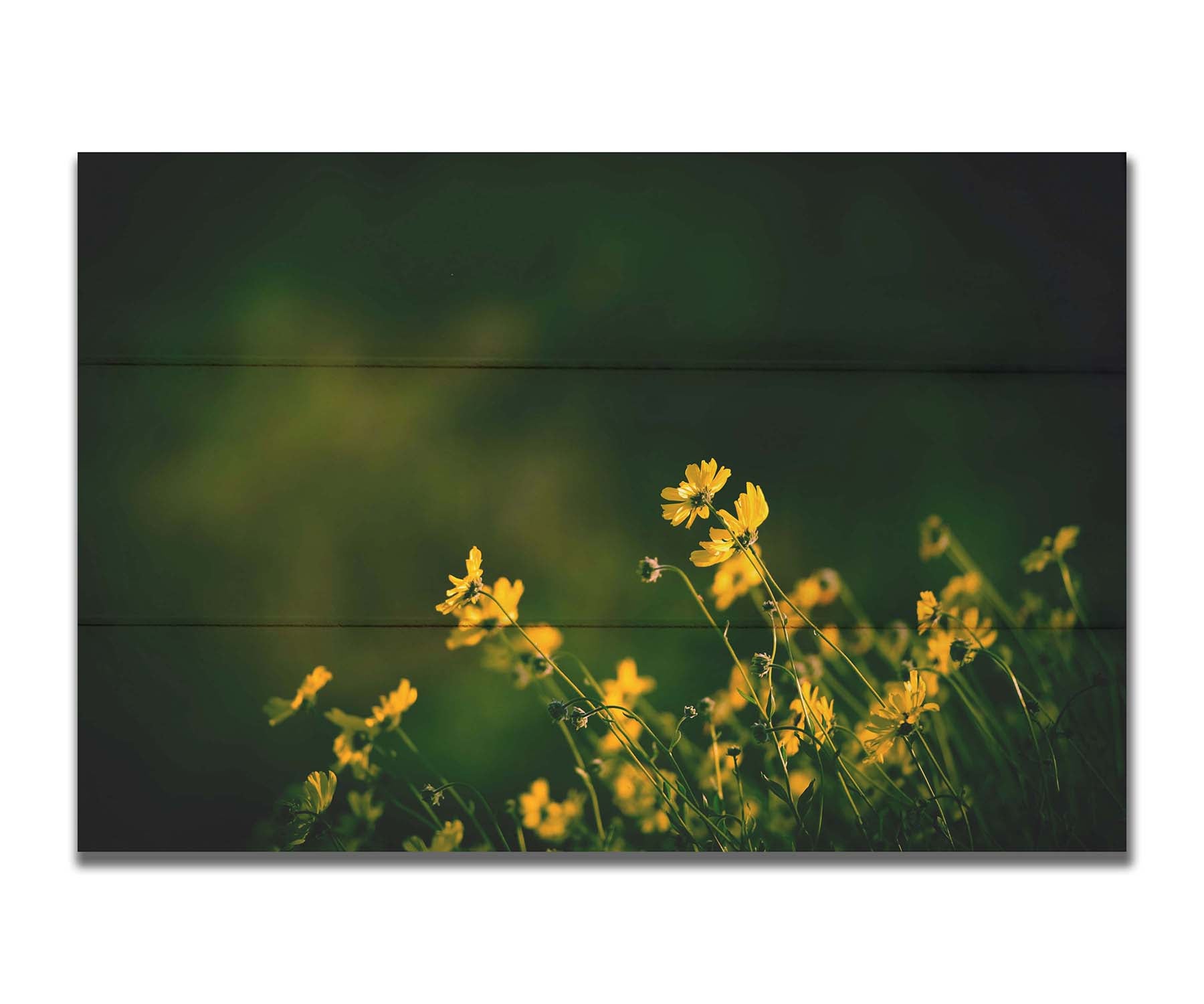 A photo of a bunch of small, yellow wildflowers in high contrast to a dark green background and vignette. Printed on a box board.