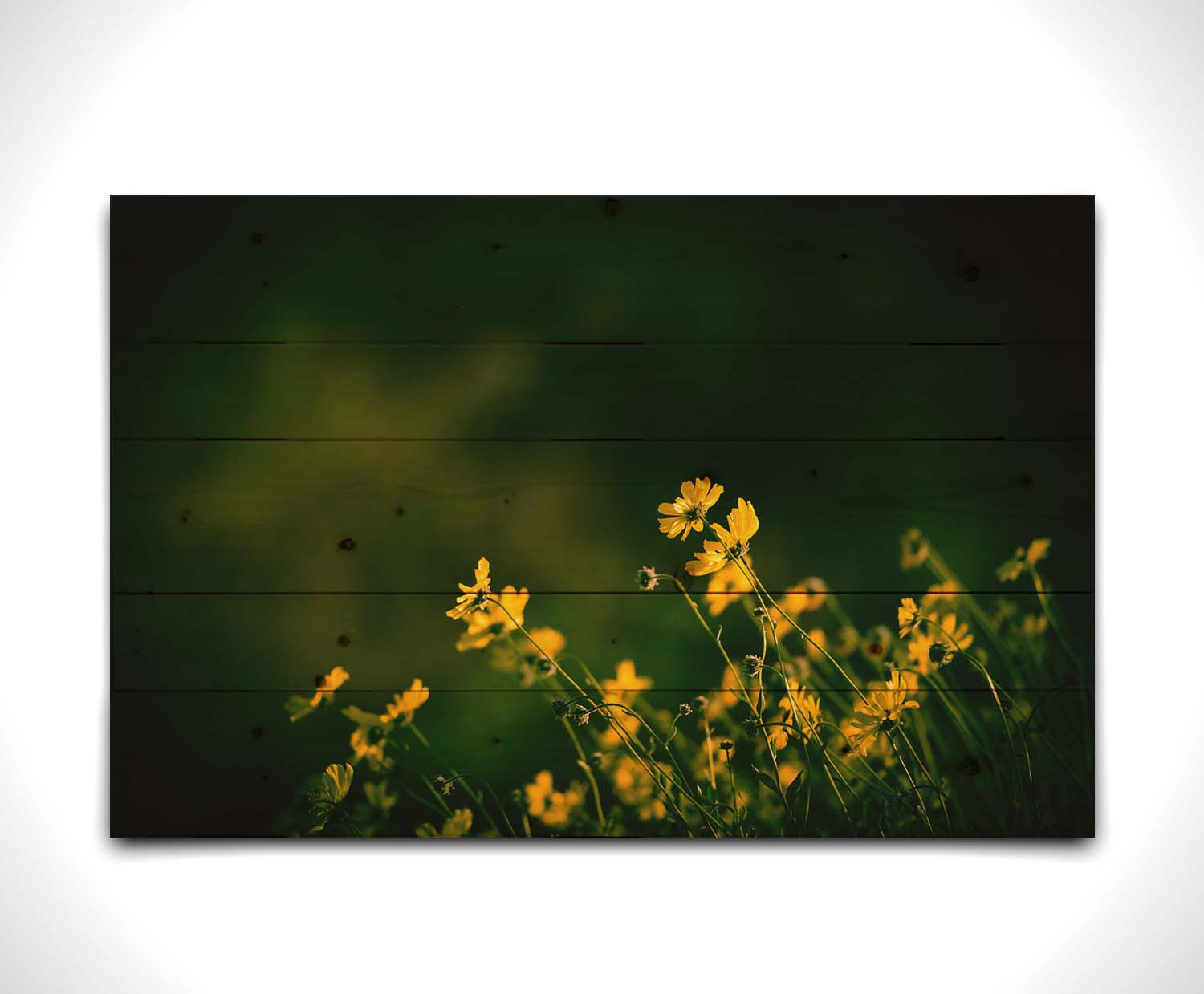 A photo of a bunch of small, yellow wildflowers in high contrast to a dark green background and vignette. Printed on a wood pallet.