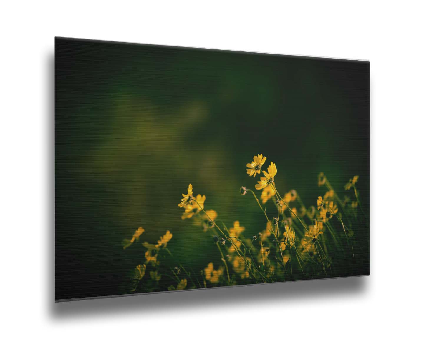 A photo of a bunch of small, yellow wildflowers in high contrast to a dark green background and vignette. Printed on metal.