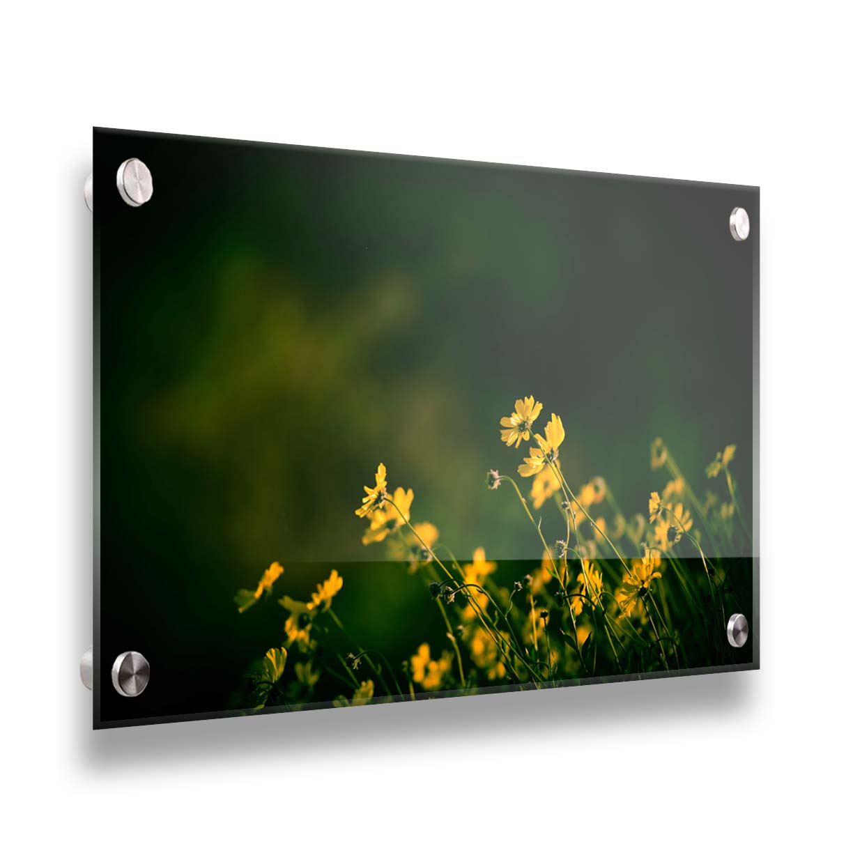 A photo of a bunch of small, yellow wildflowers in high contrast to a dark green background and vignette. Printed on acrylic.