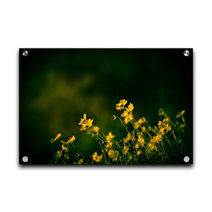 A photo of a bunch of small, yellow wildflowers in high contrast to a dark green background and vignette. Printed on acrylic.