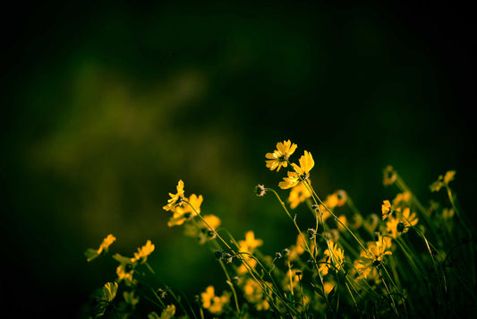 A photo of a bunch of small, yellow wildflowers in high contrast to a dark green background and vignette.
