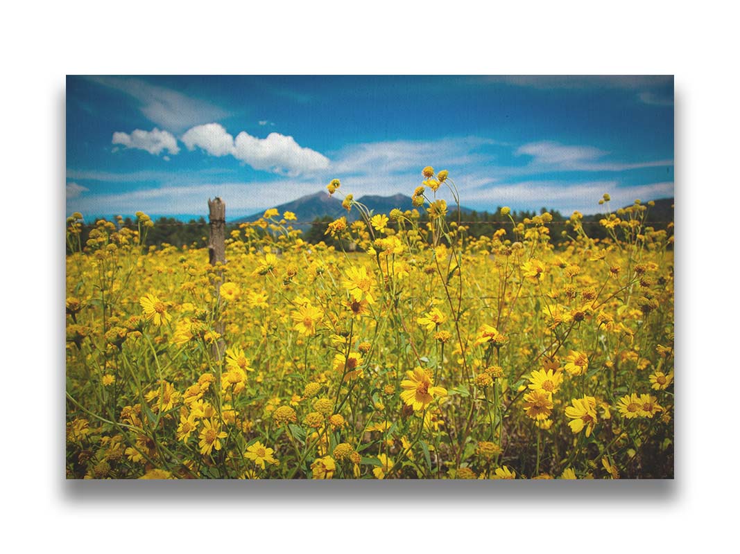 A photo of a field of small, yellow wildflowers in Flagstaff, Arizona. Mountains can be seen in the background against the vibrant blue sky. Printed on canvas.