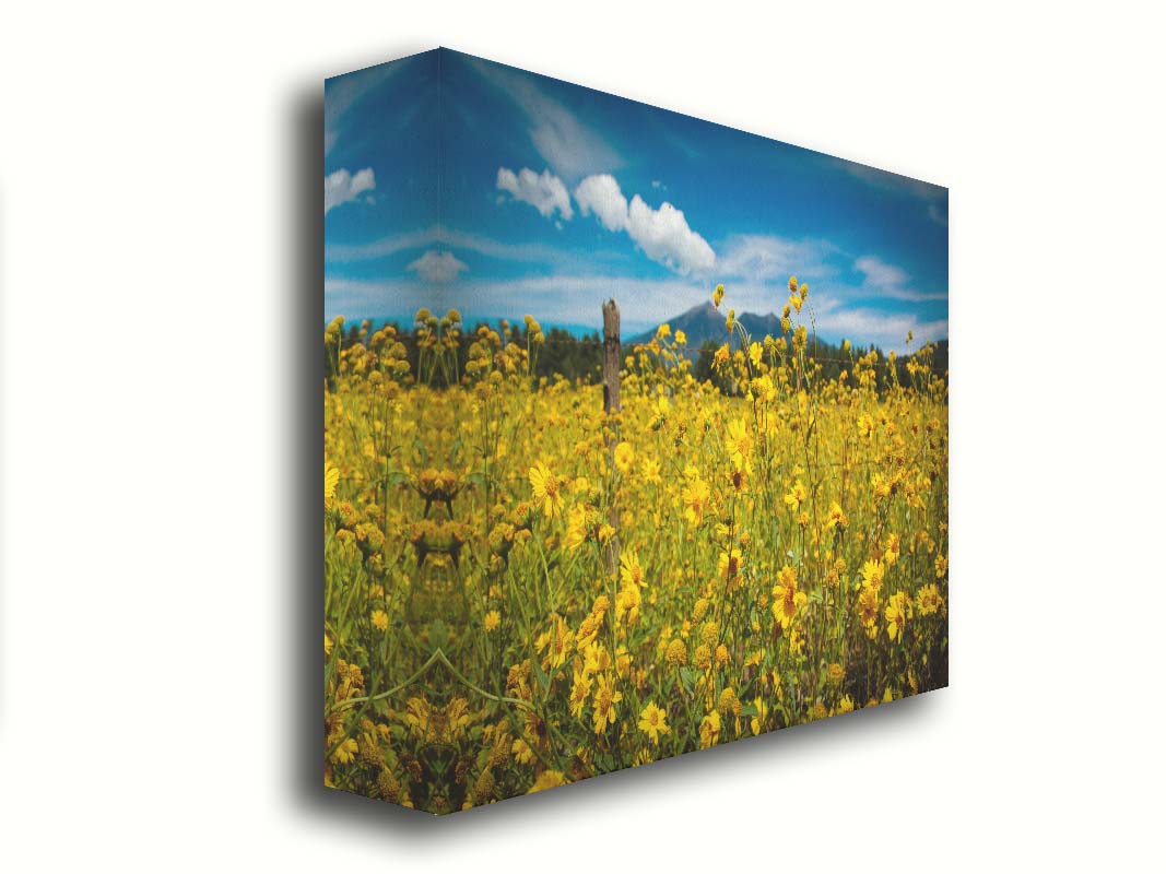 A photo of a field of small, yellow wildflowers in Flagstaff, Arizona. Mountains can be seen in the background against the vibrant blue sky. Printed on canvas.