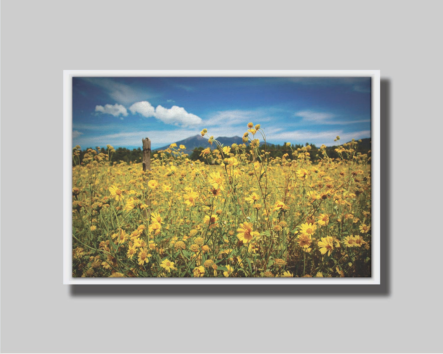 A photo of a field of small, yellow wildflowers in Flagstaff, Arizona. Mountains can be seen in the background against the vibrant blue sky. Printed on canvas in a float frame.