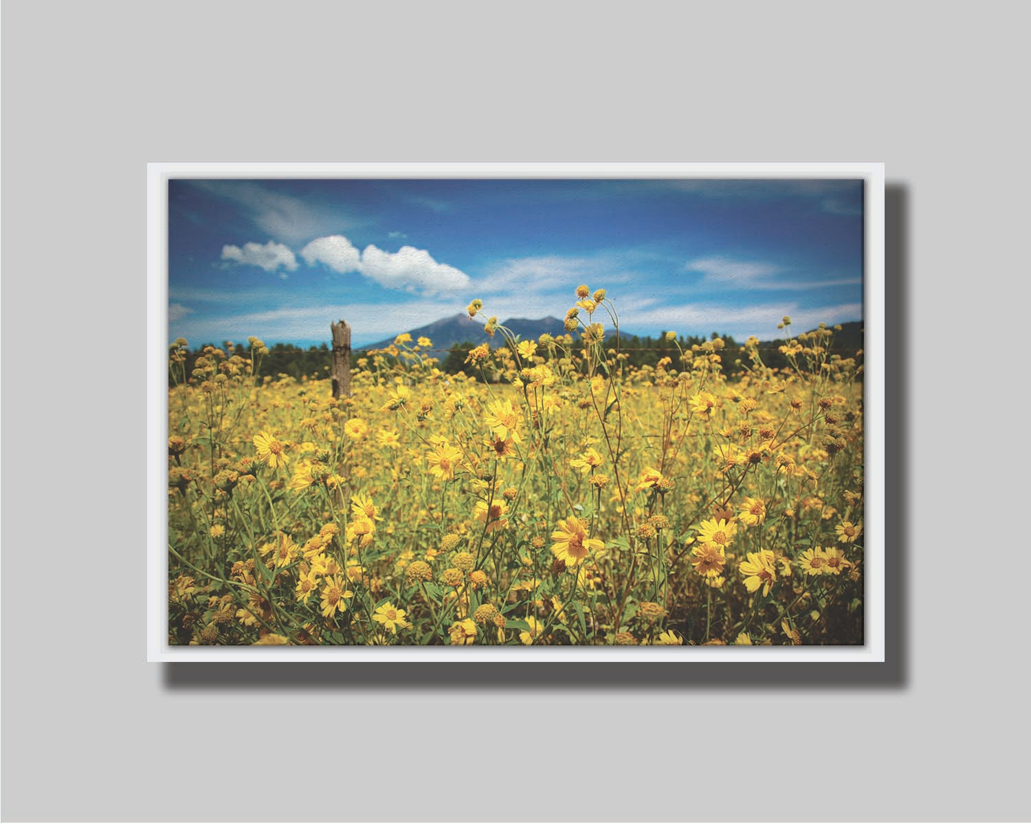 A photo of a field of small, yellow wildflowers in Flagstaff, Arizona. Mountains can be seen in the background against the vibrant blue sky. Printed on canvas in a float frame.