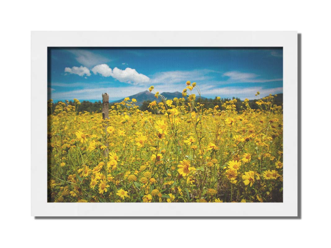A photo of a field of small, yellow wildflowers in Flagstaff, Arizona. Mountains can be seen in the background against the vibrant blue sky. Printed on canvas and framed.