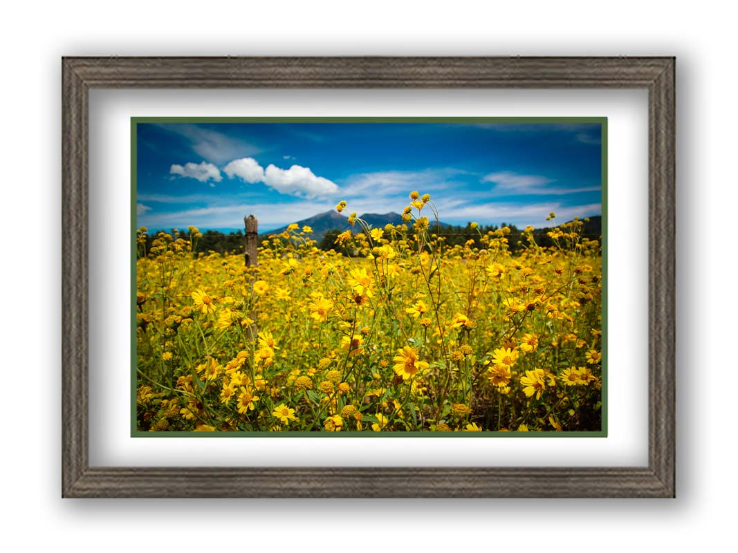 A photo of a field of small, yellow wildflowers in Flagstaff, Arizona. Mountains can be seen in the background against the vibrant blue sky. Printed on paper, matted, and framed.