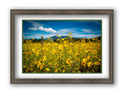 A photo of a field of small, yellow wildflowers in Flagstaff, Arizona. Mountains can be seen in the background against the vibrant blue sky. Printed on paper, matted, and framed.