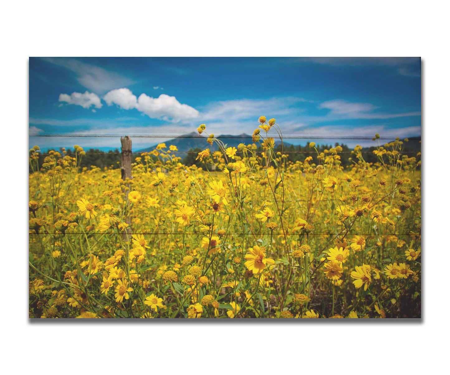 A photo of a field of small, yellow wildflowers in Flagstaff, Arizona. Mountains can be seen in the background against the vibrant blue sky. Printed on a box board.