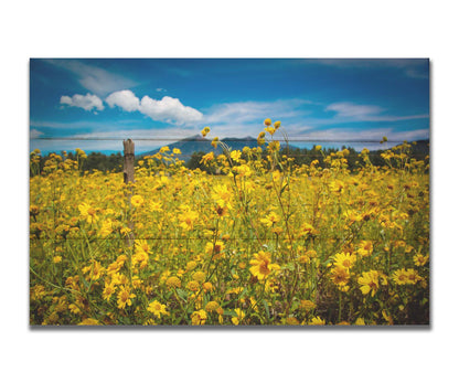 A photo of a field of small, yellow wildflowers in Flagstaff, Arizona. Mountains can be seen in the background against the vibrant blue sky. Printed on a box board.