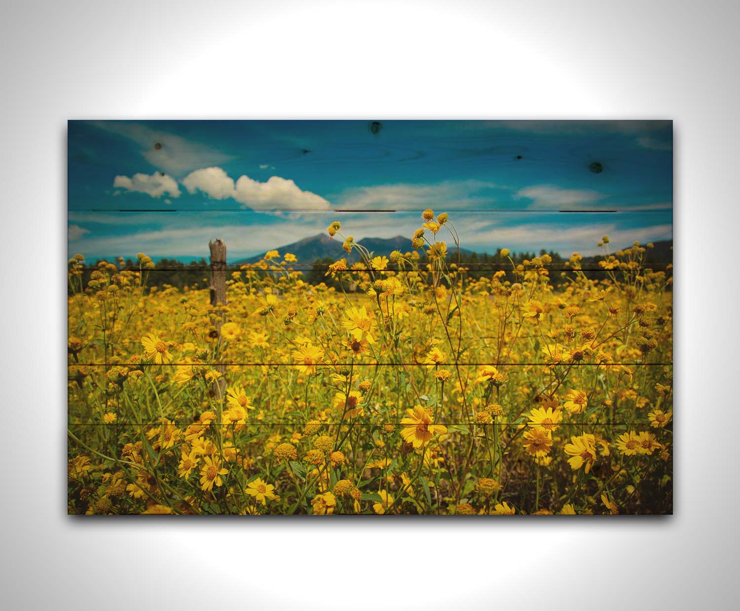 A photo of a field of small, yellow wildflowers in Flagstaff, Arizona. Mountains can be seen in the background against the vibrant blue sky. Printed on a wood pallet.