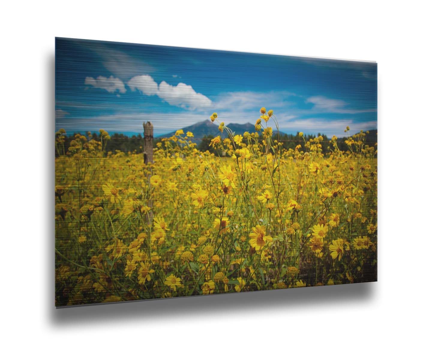 A photo of a field of small, yellow wildflowers in Flagstaff, Arizona. Mountains can be seen in the background against the vibrant blue sky. Printed on metal.