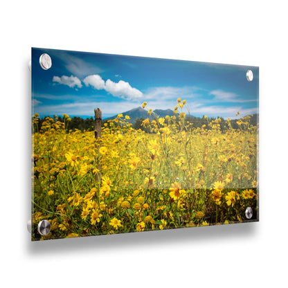 A photo of a field of small, yellow wildflowers in Flagstaff, Arizona. Mountains can be seen in the background against the vibrant blue sky. Printed on acrylic.