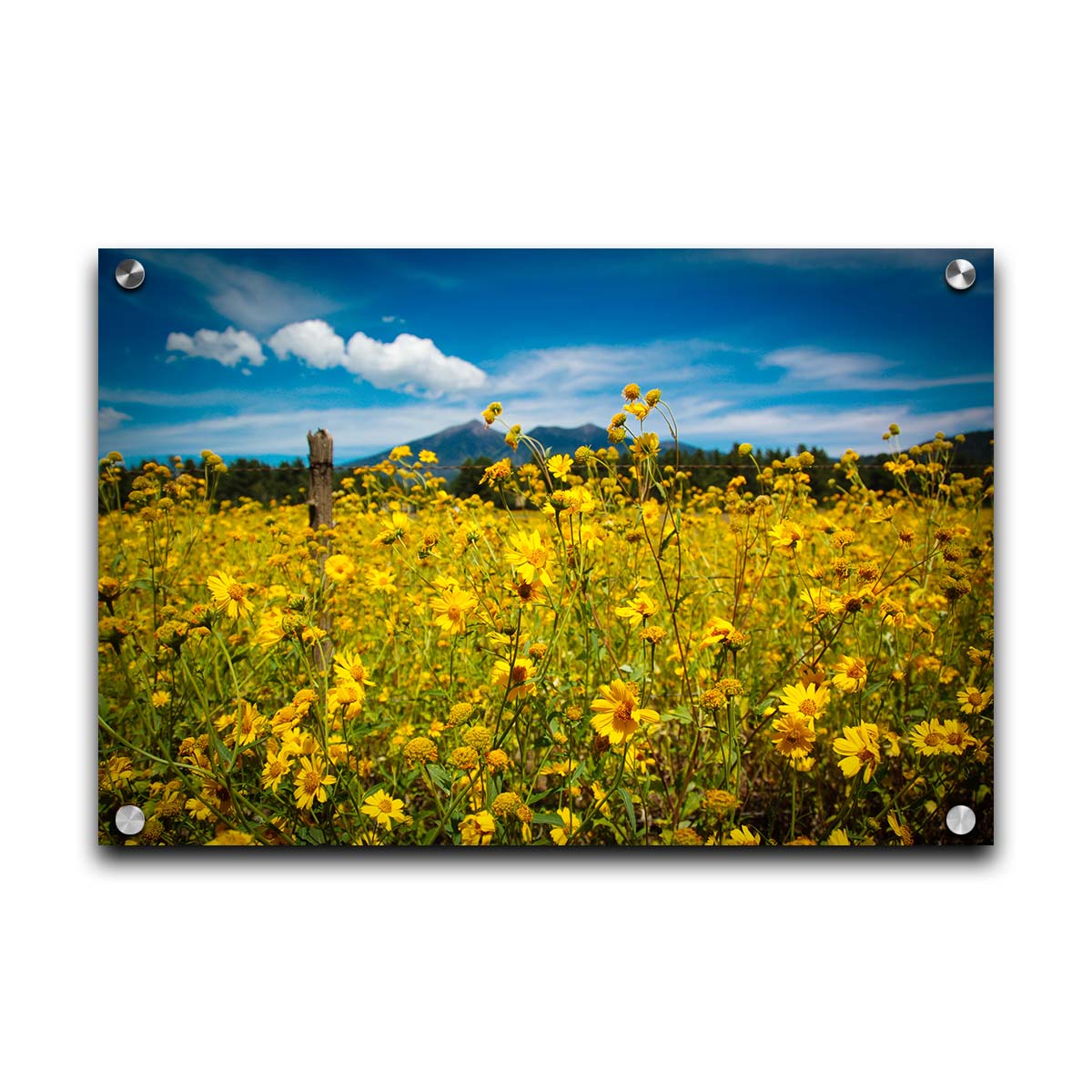 A photo of a field of small, yellow wildflowers in Flagstaff, Arizona. Mountains can be seen in the background against the vibrant blue sky. Printed on acrylic.