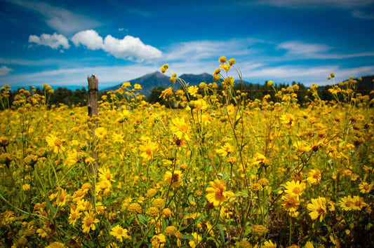A photo of a field of small, yellow wildflowers in Flagstaff, Arizona. Mountains can be seen in the background against the vibrant blue sky.