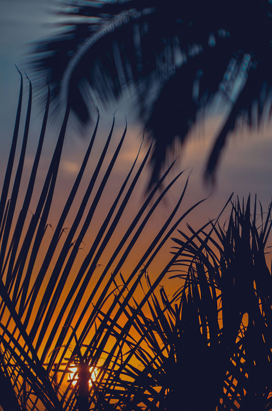 A photo of silhouetted palms at sunset. 