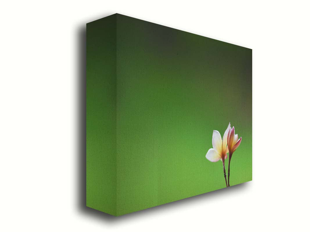 A photograph of two small pink and white plumeria blooms, set against an out of focus background creating a green gradient. Printed on canvas.