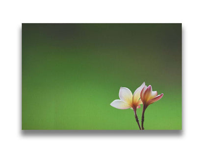 A photograph of two small pink and white plumeria blooms, set against an out of focus background creating a green gradient. Printed on canvas.