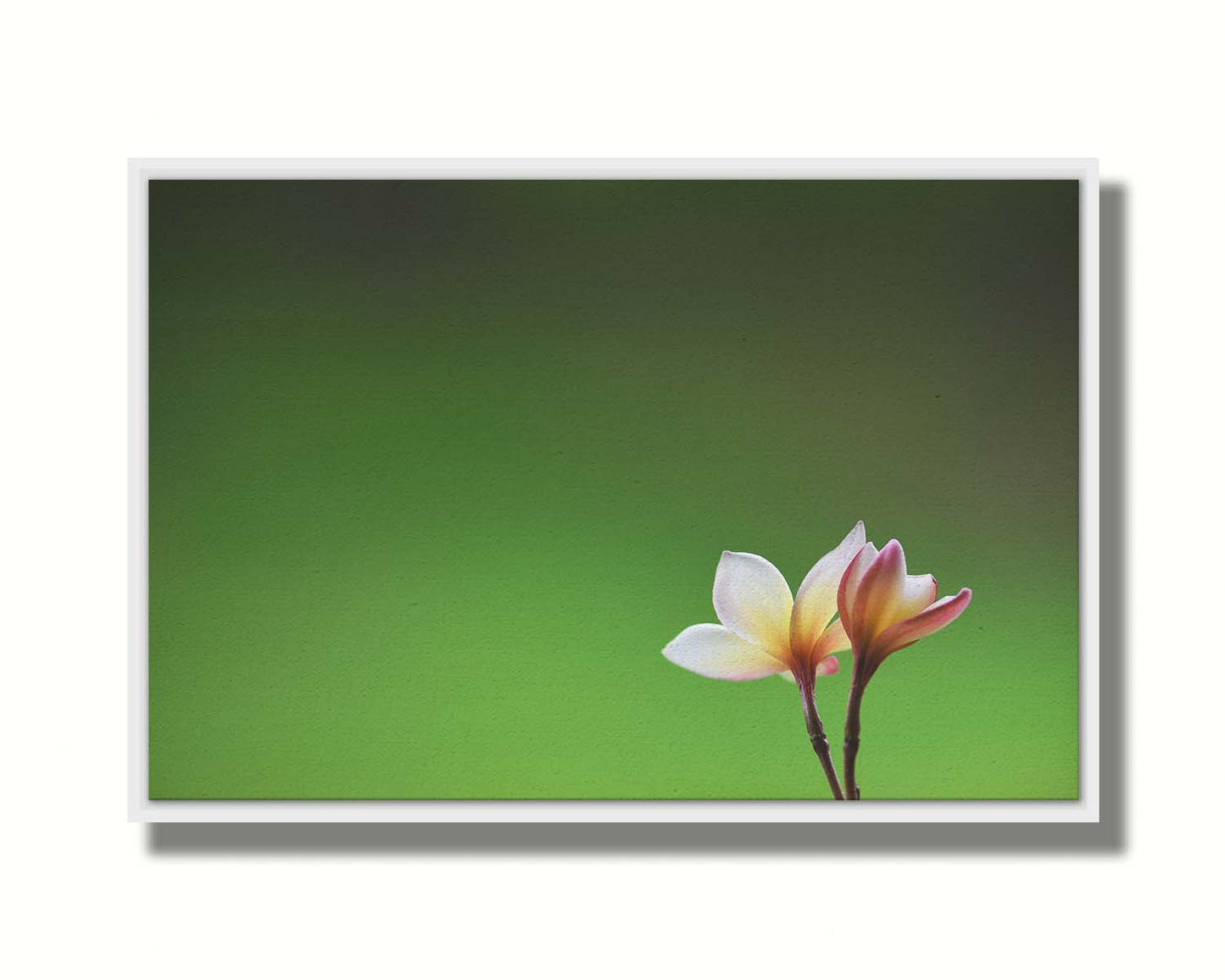 A photograph of two small pink and white plumeria blooms, set against an out of focus background creating a green gradient. Printed on canvas in a float frame.