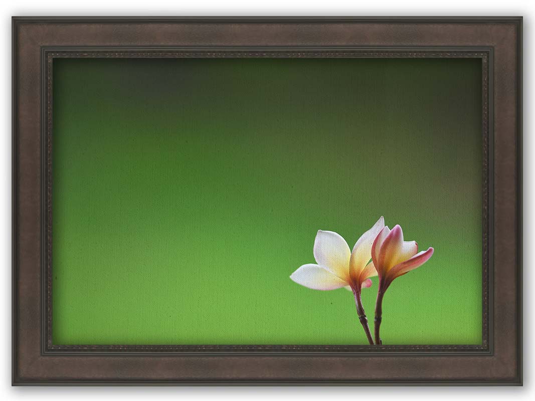 A photograph of two small pink and white plumeria blooms, set against an out of focus background creating a green gradient. Printed on canvas and framed.