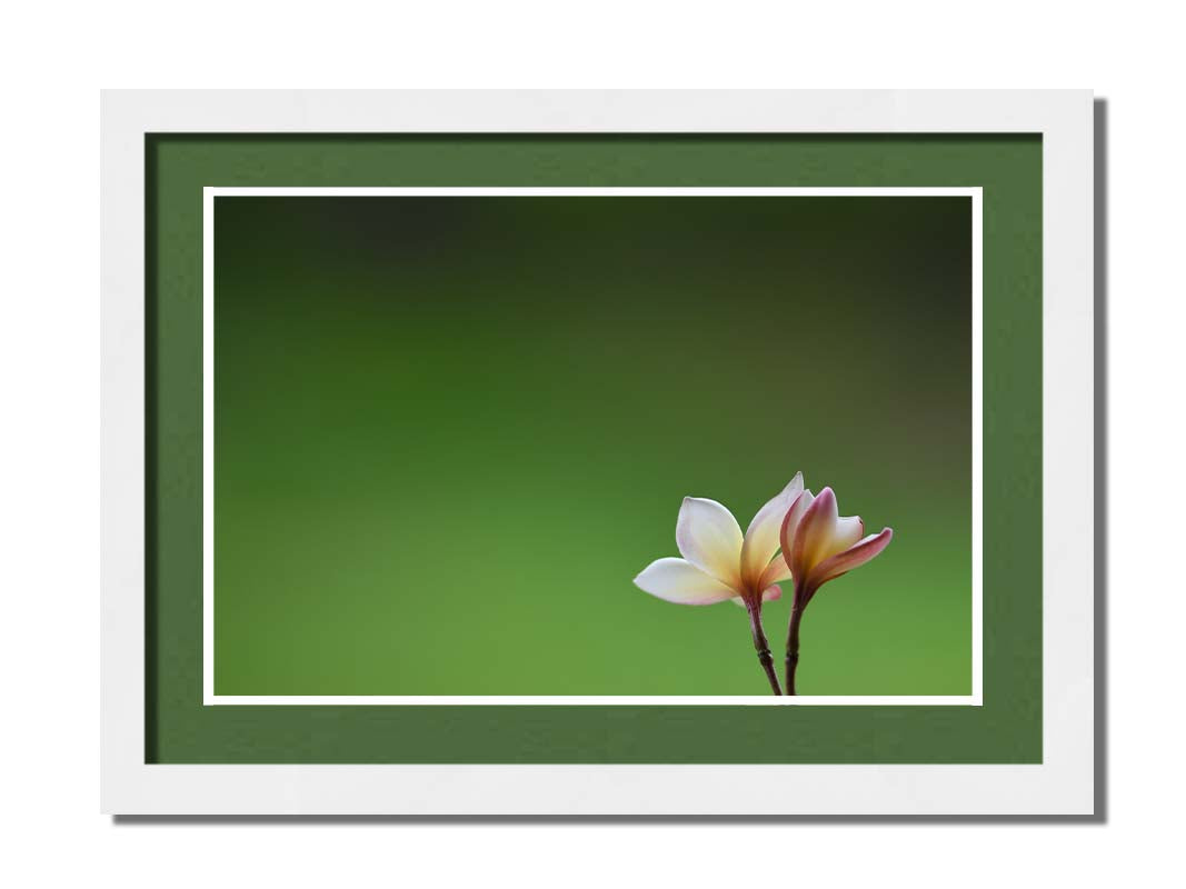 A photograph of two small pink and white plumeria blooms, set against an out of focus background creating a green gradient. Printed on paper, matted, and framed.