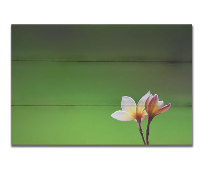 A photograph of two small pink and white plumeria blooms, set against an out of focus background creating a green gradient. Printed on a box board.