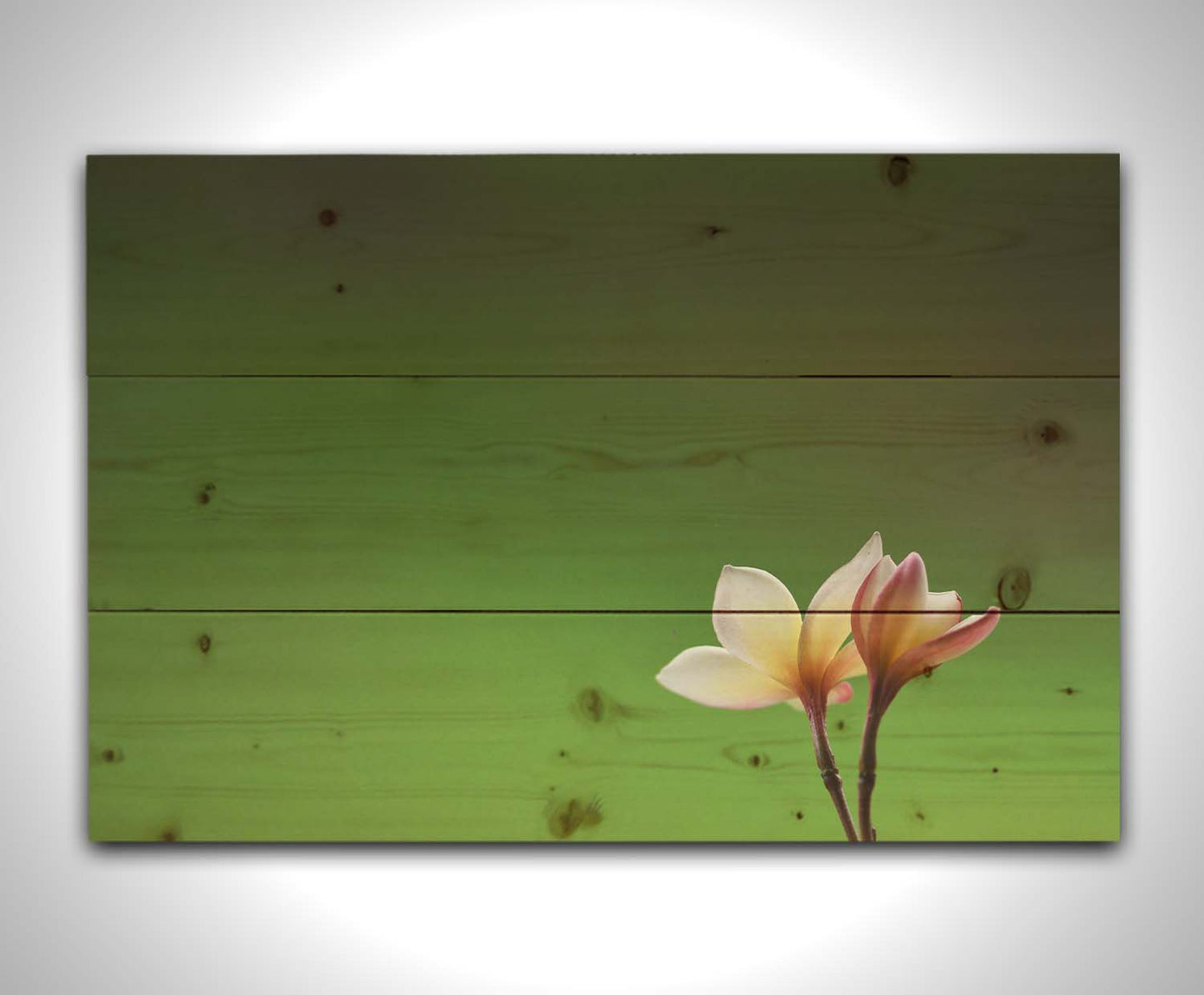 A photograph of two small pink and white plumeria blooms, set against an out of focus background creating a green gradient. Printed on a wood pallet.