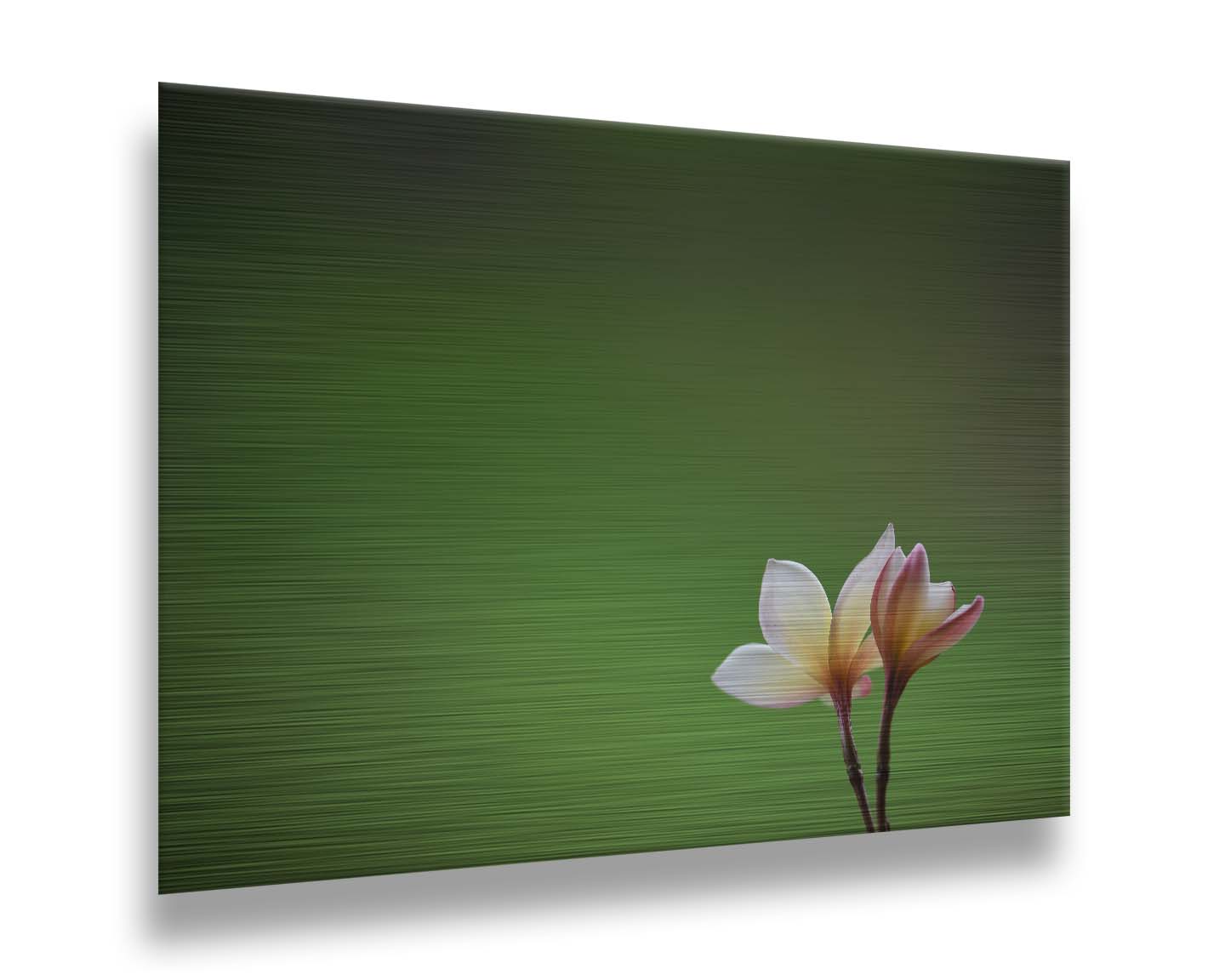 A photograph of two small pink and white plumeria blooms, set against an out of focus background creating a green gradient. Printed on metal.