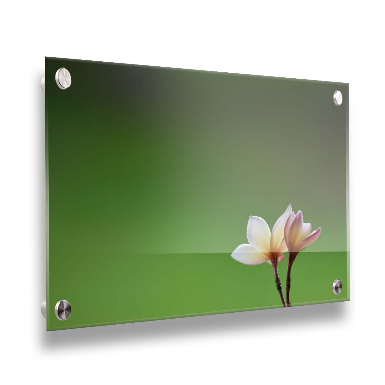 A photograph of two small pink and white plumeria blooms, set against an out of focus background creating a green gradient. Printed on acrylic.