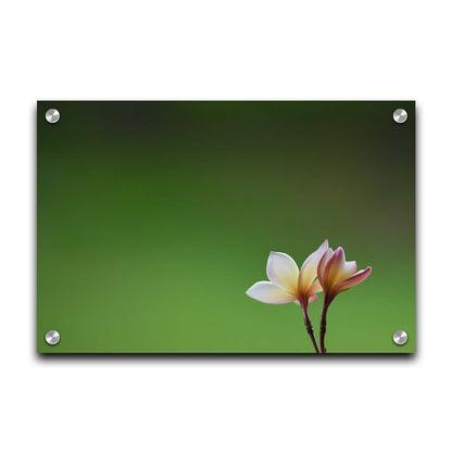 A photograph of two small pink and white plumeria blooms, set against an out of focus background creating a green gradient. Printed on acrylic.