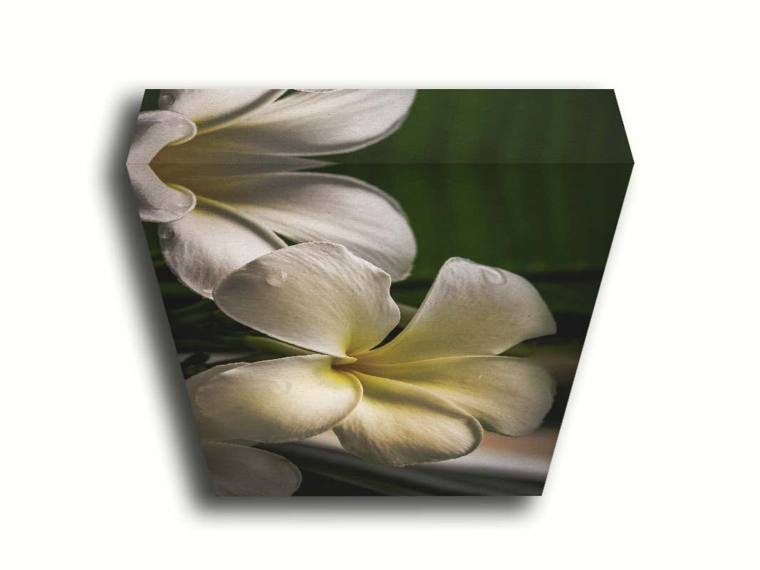 A photograph of white plumeria flowers up close. Printed on canvas.