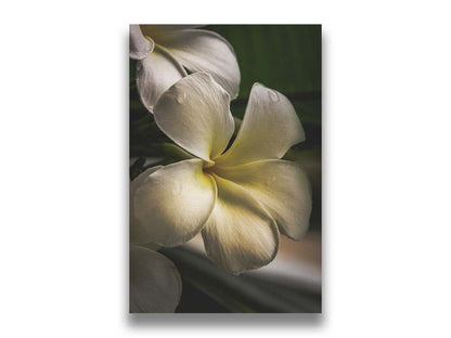 A photograph of white plumeria flowers up close. Printed on canvas.