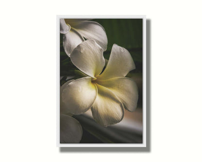 A photograph of white plumeria flowers up close. Printed on canvas in a float frame.