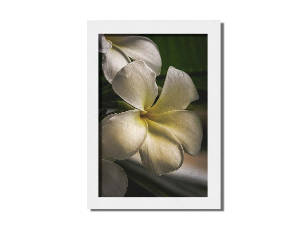 A photograph of white plumeria flowers up close. Printed on canvas and framed.