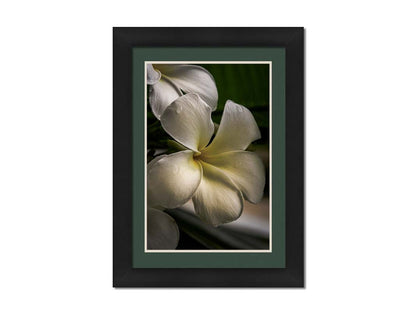 A photograph of white plumeria flowers up close. Printed on paper, matted, and framed.