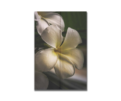 A photograph of white plumeria flowers up close. Printed on a box board.