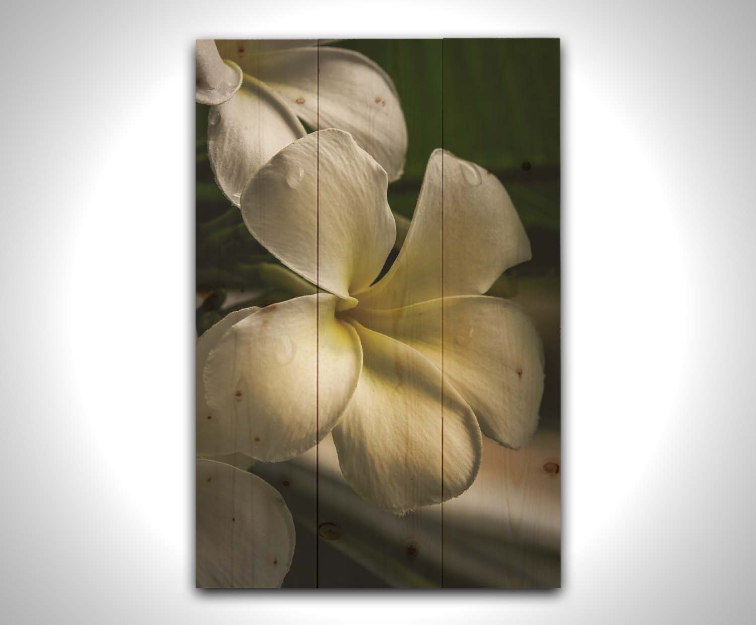 A photograph of white plumeria flowers up close. Printed on a wood pallet.