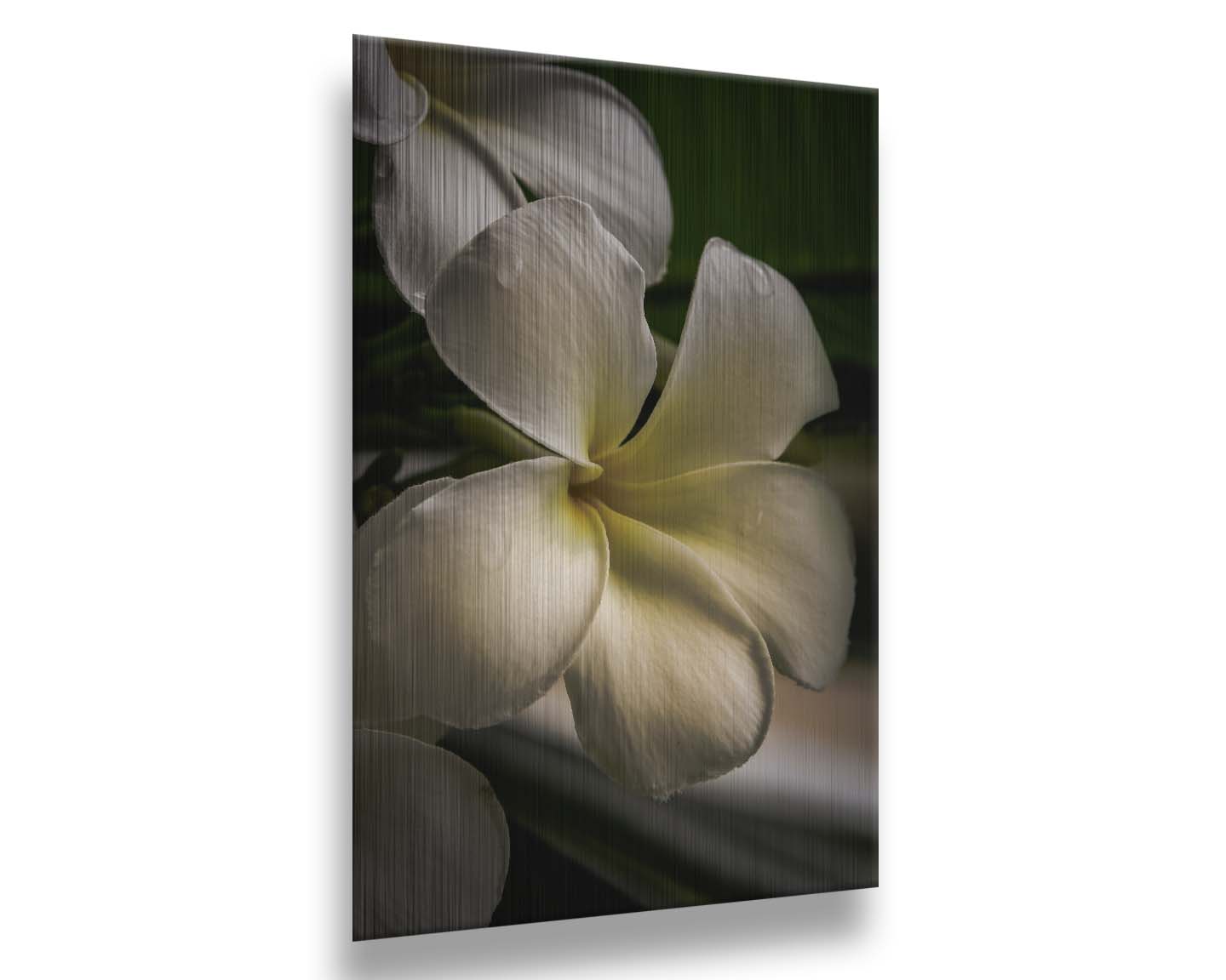 A photograph of white plumeria flowers up close. Printed on metal.