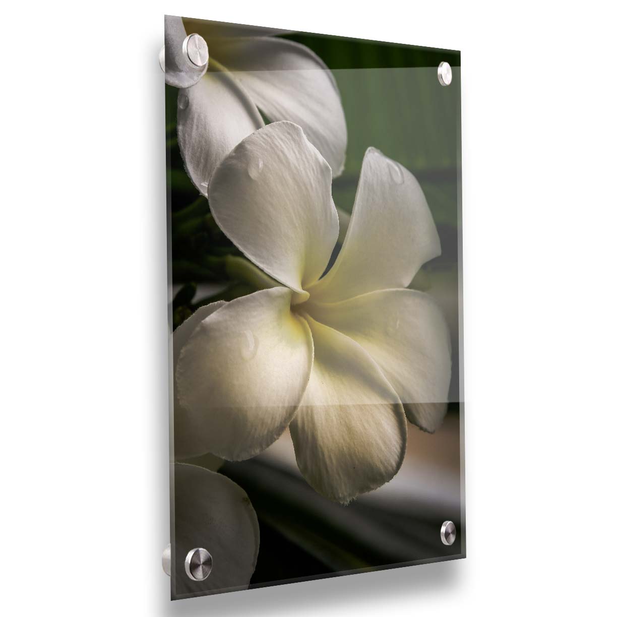 A photograph of white plumeria flowers up close. Printed on acrylic.