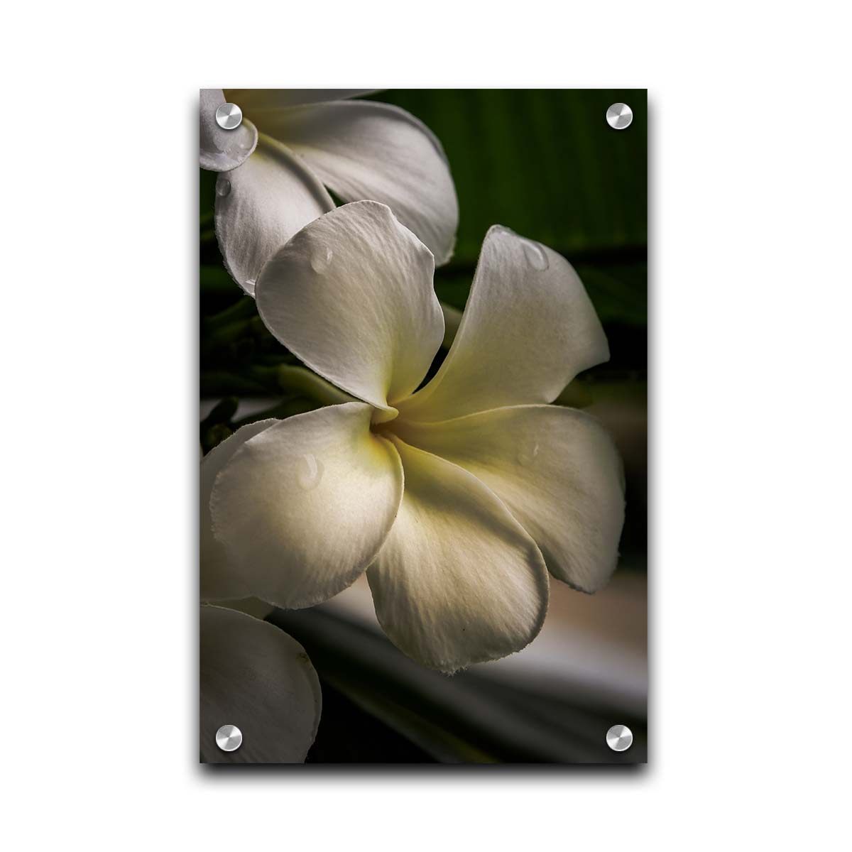 A photograph of white plumeria flowers up close. Printed on acrylic.