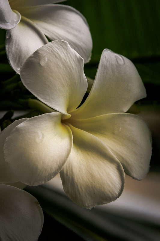 A photograph of white plumeria flowers up close. 