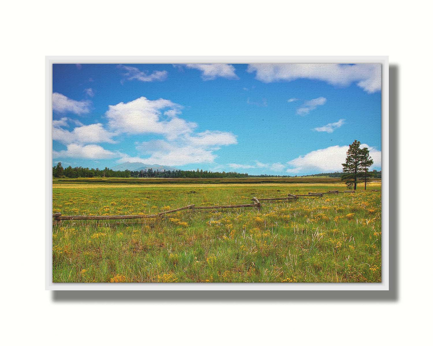 A photograph of a wildflower field in Flagstaff, Arizona. A clear blue sky is punctuated by fluffy white clouds. Distant evergreens divide the horizon, and a wood log fence zigzags across the green and yellow flower field. Printed on canvas in a float frame.