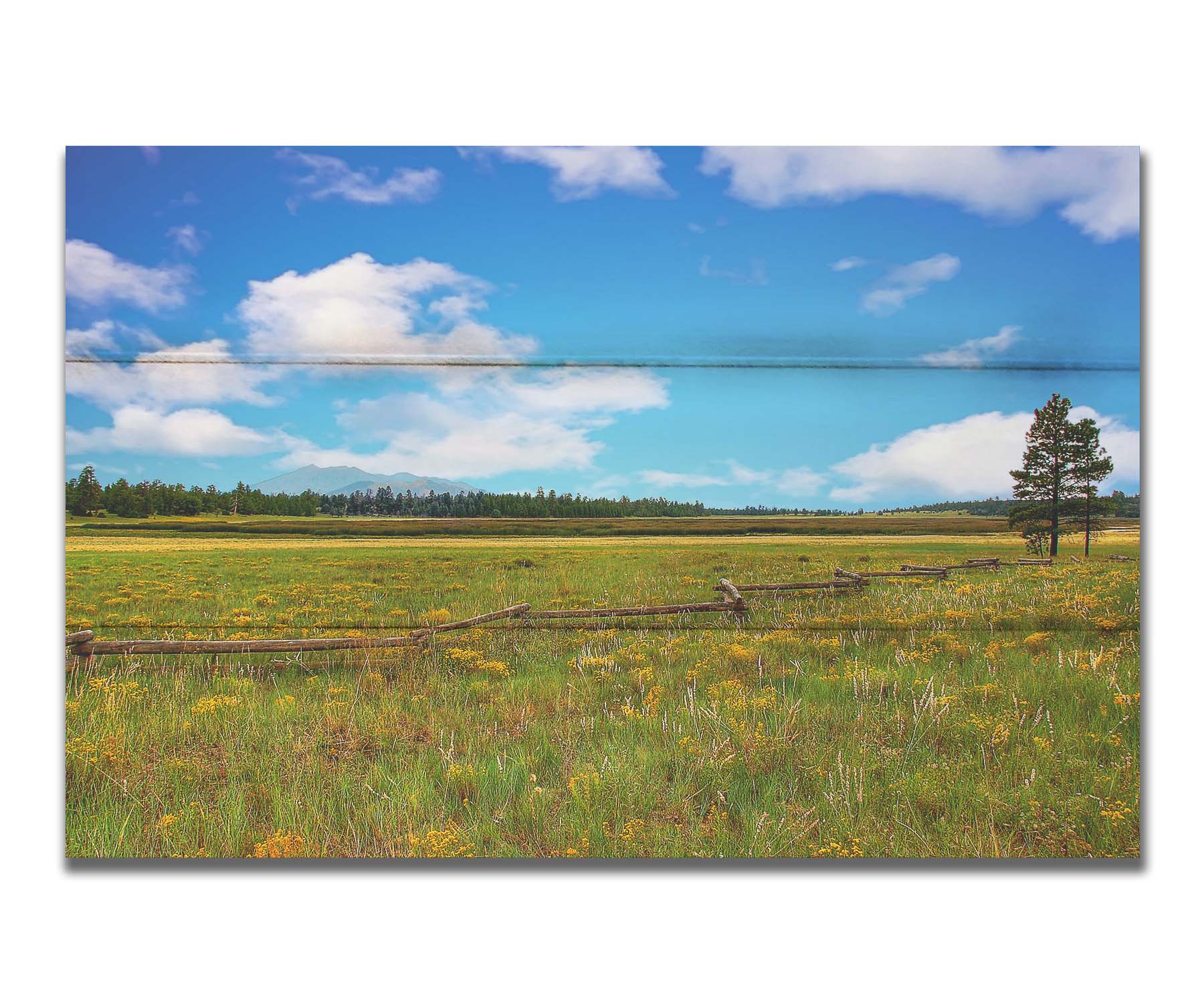 A photograph of a wildflower field in Flagstaff, Arizona. A clear blue sky is punctuated by fluffy white clouds. Distant evergreens divide the horizon, and a wood log fence zigzags across the green and yellow flower field. Printed on a box board.