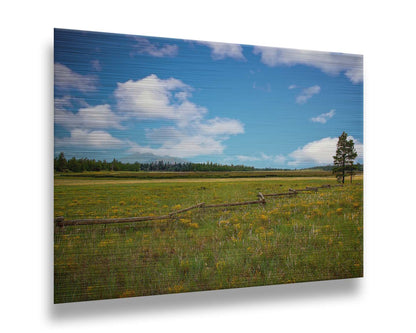 A photograph of a wildflower field in Flagstaff, Arizona. A clear blue sky is punctuated by fluffy white clouds. Distant evergreens divide the horizon, and a wood log fence zigzags across the green and yellow flower field. Printed on metal.