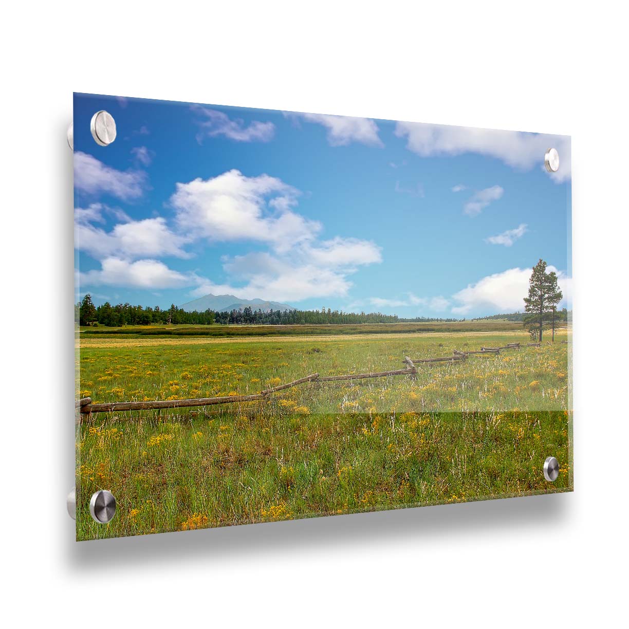 A photograph of a wildflower field in Flagstaff, Arizona. A clear blue sky is punctuated by fluffy white clouds. Distant evergreens divide the horizon, and a wood log fence zigzags across the green and yellow flower field. Printed on acrylic.